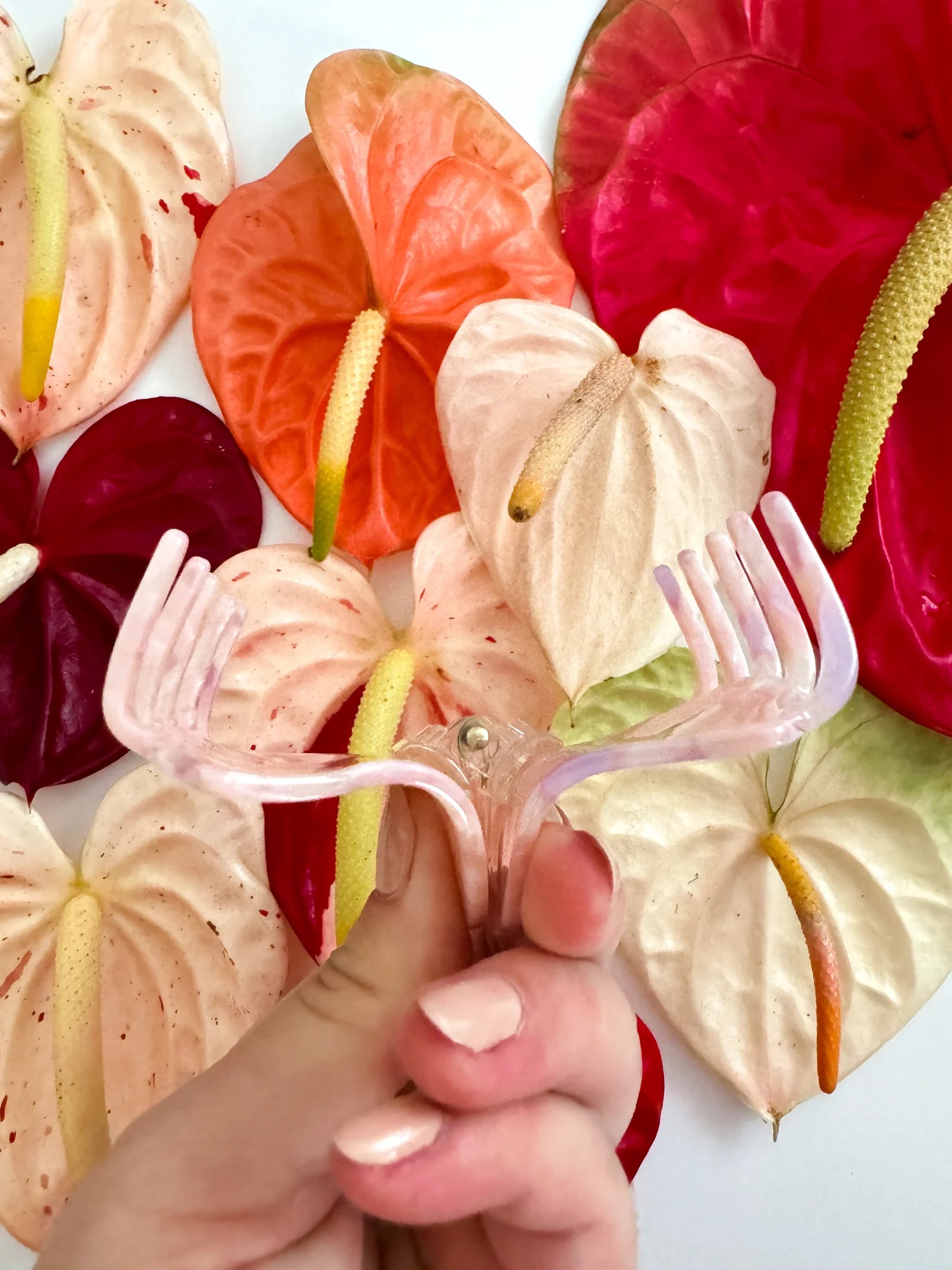 Pink Anthurium Claw