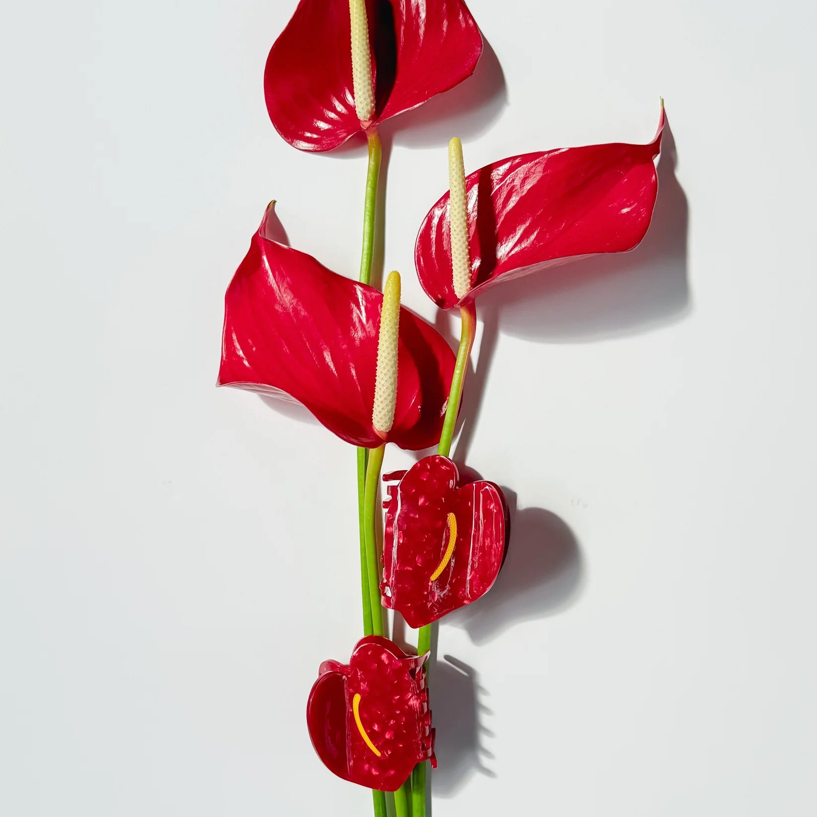 Red Anthurium Claw
